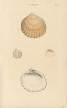 Load image into Gallery viewer, Wood, William.  "Cardium." Plate 49