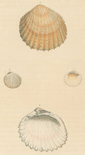 Load image into Gallery viewer, Wood, William.  "Cardium." Plate 49