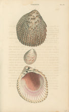 Load image into Gallery viewer, Wood, William.  "Cardium." Plate 52