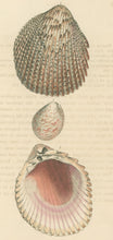 Load image into Gallery viewer, Wood, William.  "Cardium." Plate 52