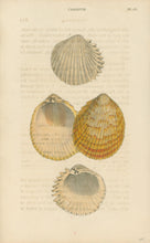 Load image into Gallery viewer, Wood, William.  "Cardium." Plate 53