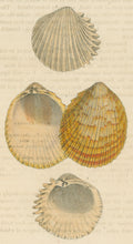 Load image into Gallery viewer, Wood, William.  "Cardium." Plate 53