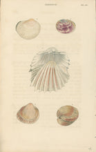 Load image into Gallery viewer, Wood, William.  "Cardium." Plate 56