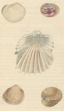 Load image into Gallery viewer, Wood, William.  "Cardium." Plate 56