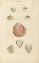 Load image into Gallery viewer, Wood, William.  "Cardium." Plate 57