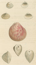 Load image into Gallery viewer, Wood, William.  "Cardium." Plate 57