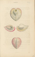 Load image into Gallery viewer, Wood, William.  "Cardium." Plate 59