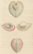 Load image into Gallery viewer, Wood, William.  "Cardium." Plate 59