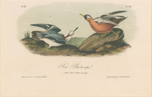 Load image into Gallery viewer, Audubon, John James  “Red Phalarope.” Pl. 339
