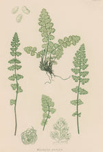 Load image into Gallery viewer, Bradbury, Henry  Plate 106
