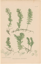 Load image into Gallery viewer, Bradbury, Henry  Plate 109
