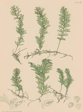 Load image into Gallery viewer, Bradbury, Henry  Plate 109
