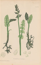 Load image into Gallery viewer, Bradbury, Henry  Plate 112
