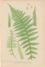 Load image into Gallery viewer, Bradbury, Henry  Plate 53
