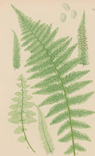 Load image into Gallery viewer, Bradbury, Henry  Plate 53
