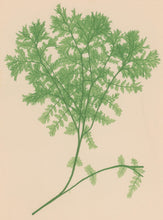 Load image into Gallery viewer, Bradbury, Henry  Plate 65
