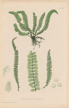 Load image into Gallery viewer, Bradbury, Henry  Plate 75
