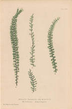 Load image into Gallery viewer, Bradbury, Henry  Plate 76
