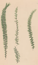 Load image into Gallery viewer, Bradbury, Henry  Plate 76
