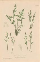 Load image into Gallery viewer, Bradbury, Henry  Plate 80
