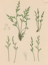 Load image into Gallery viewer, Bradbury, Henry  Plate 80
