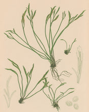 Load image into Gallery viewer, Bradbury, Henry  Plate 81
