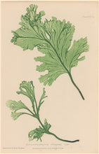 Load image into Gallery viewer, Bradbury, Henry  Plate 92bis
