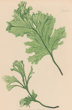 Load image into Gallery viewer, Bradbury, Henry  Plate 92bis
