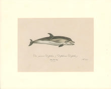 Load image into Gallery viewer, Büchner, J.L. [Dolphin]
