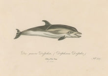 Load image into Gallery viewer, Büchner, J.L. [Dolphin]
