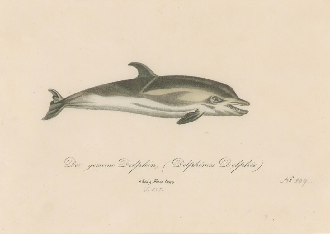 Büchner, J.L. [Dolphin]