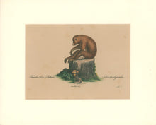 Load image into Gallery viewer, Büchner, J.L. [Slender Loris]
