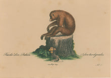Load image into Gallery viewer, Büchner, J.L. [Slender Loris]
