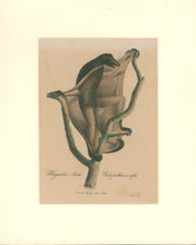 Load image into Gallery viewer, Büchner, J.L. [Flying Lemur]
