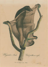 Load image into Gallery viewer, Büchner, J.L. [Flying Lemur]
