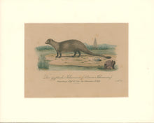 Load image into Gallery viewer, Büchner, J.L. [Egyptian Mongoose]

