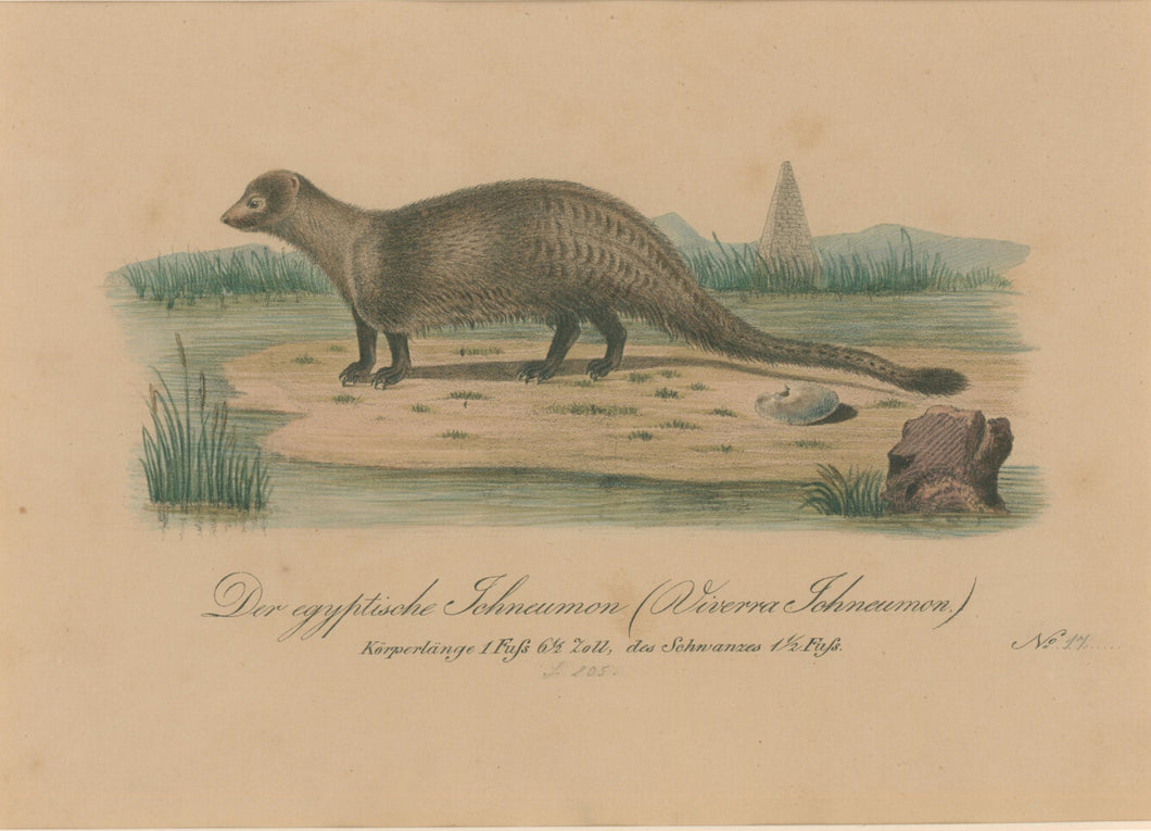 Büchner, J.L. [Egyptian Mongoose]