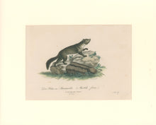 Load image into Gallery viewer, Büchner, J.L. [European Marten]
