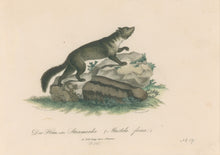 Load image into Gallery viewer, Büchner, J.L. [European Marten]
