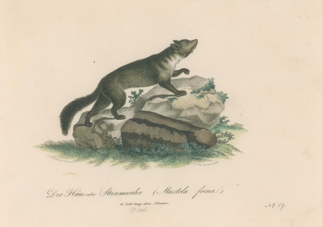 Büchner, J.L. [European Marten]