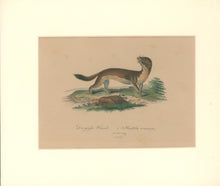 Load image into Gallery viewer, Büchner, J.L. [Ermine]

