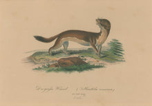 Load image into Gallery viewer, Büchner, J.L. [Ermine]
