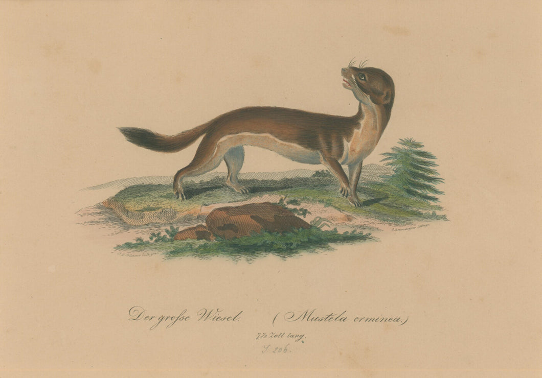 Büchner, J.L. [Ermine]