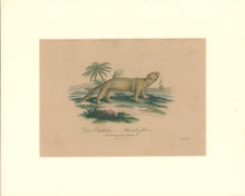 Load image into Gallery viewer, Büchner, J.L. [Ferret]
