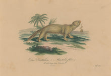 Load image into Gallery viewer, Büchner, J.L. [Ferret]
