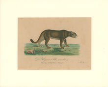 Load image into Gallery viewer, Büchner, J.L. [Cougar]
