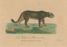 Load image into Gallery viewer, Büchner, J.L. [Cougar]
