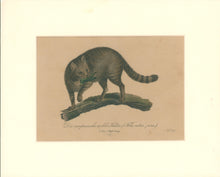 Load image into Gallery viewer, Büchner, J.L. [European Wild Cat]
