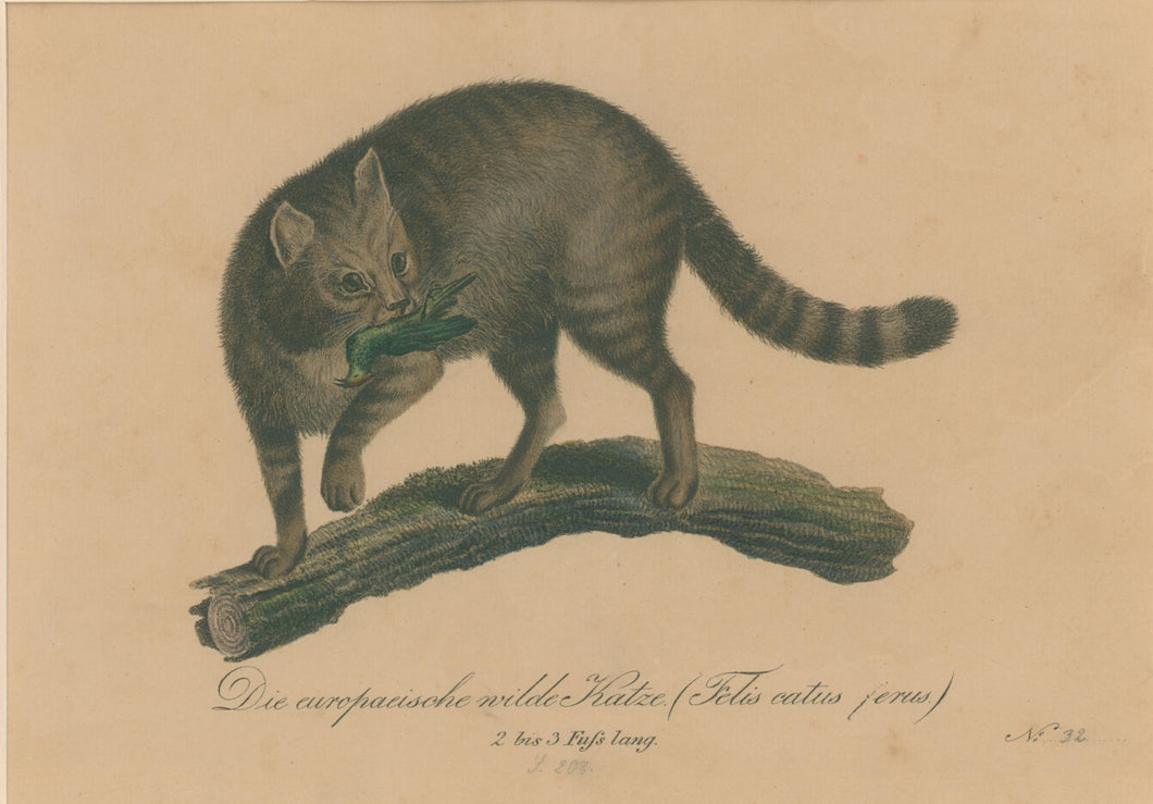 Büchner, J.L. [European Wild Cat]