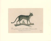 Load image into Gallery viewer, Büchner, J.L. [African Wild Cat]
